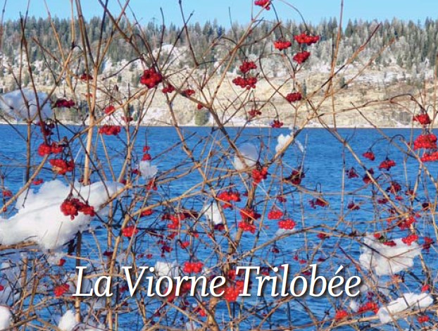 Rubrique, côté jardin