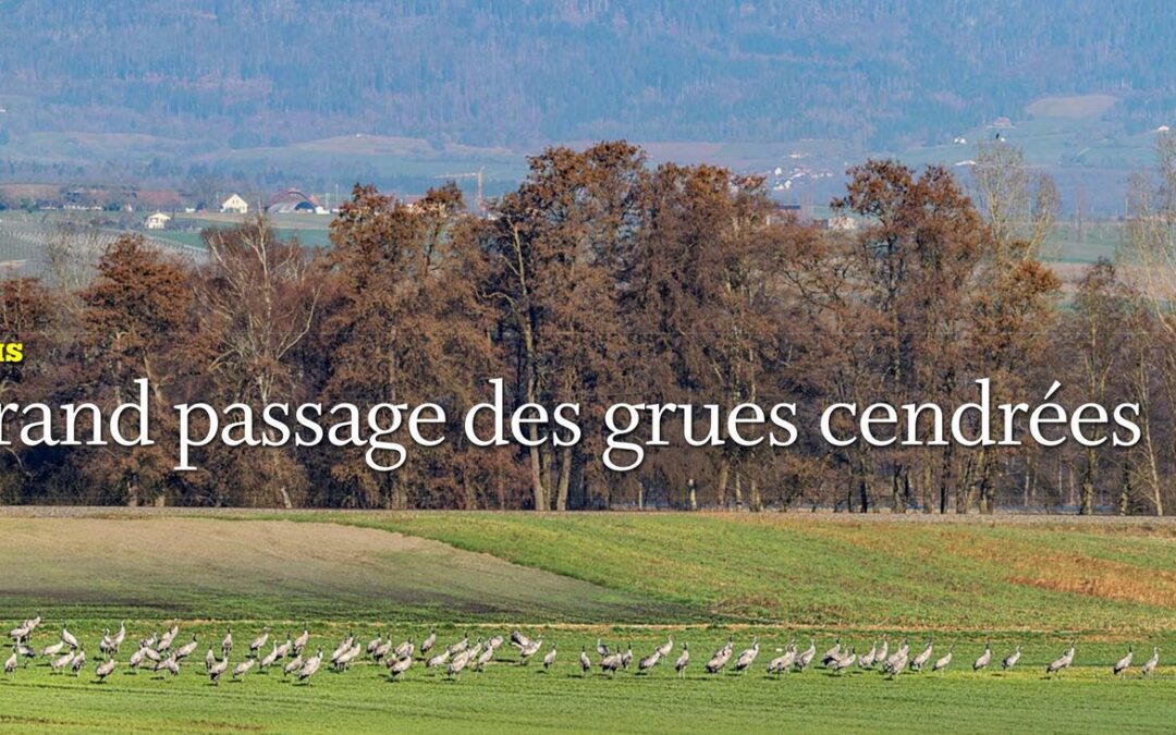 Vers Bavois – Le grand passage des grues cendrées