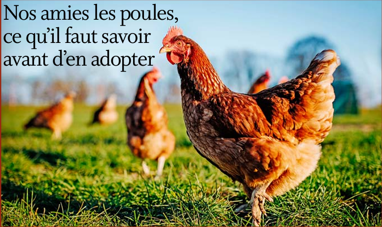 Animalement vôtre, la parole au vétérinaire